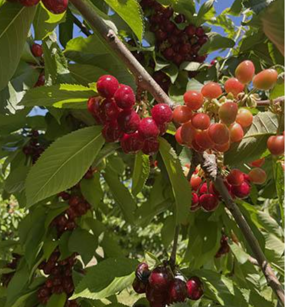 Cherries on a cherry tree- some re small and colorless.